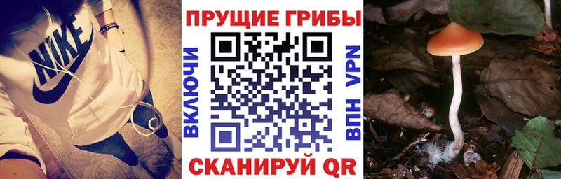 где продают наркотики  Плёс  Псилоцибиновые грибы Psilocybine cubensis 